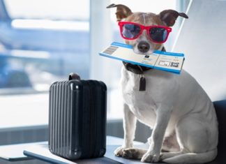 Como levar seu animal de estimação a bordo?