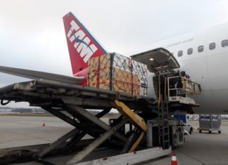Latam Cargo transporta casal de ursos-pardos de Fortaleza para Guarulhos